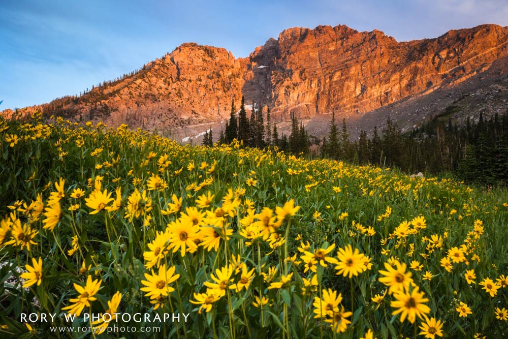 Wildflowers and the Setting Sun Print